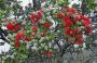 10VolcanoNP - 74 * Flowering tree
